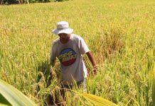 Belasan Hektar Padi Warga Banyuning Diserang Hama Wereng