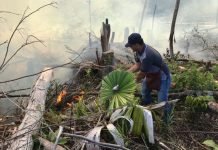 5 Provinsi Tetapkan Siaga Darurat Karhutla