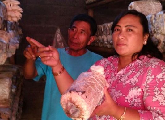 Banjir Pesanan Jamur Tiram, Petani Buleleng Kewalahan Alat Pembudidaya