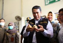 Indonesia Ekspor 71 Ribu Ekor Ayam ke Timor Leste