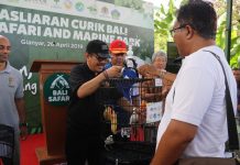 Lepas Curik Bali, Cok Ace Ajak Masyarakat Jaga Populasi Satwa Langka