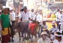 Pengempon Pura Pangeran Tangkas Kori Agung Trah Sira Arya Kanuruhan gelar Upacara Mapepada Tawur