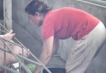 Manfaatkan Badung Free Wifi Untuk Biosecurity, Peternak Badung Raih Juara I se-Bali