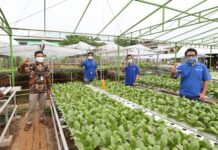 Solusi IoT untuk Urban Farming, XL Axiata Hadirkan “XL Smart Hydroponics”