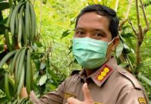 Vanili Bali Kuasai Pasar Eropa