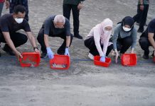 Jaga Kelangsungan Hidup Penyu, Wapres Lepas Tukik Ke Laut