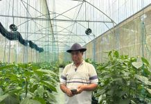 Permodalan BRI Dongkrak Paprika Organik Tabanan, Petani Tembus Pasar Premium